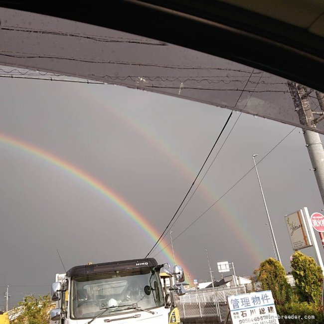 村田信子ブリーダーのブログ：ふたつの虹
