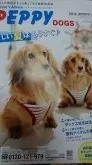 ミニチュアダックスフンド(ロング)【大阪府・女の子・2016年11月12日・レッド】の写真4「左側お父さんです。雑誌のモデル犬です」