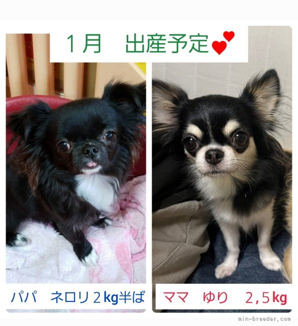 今井恵美ブリーダーのブログ：子犬ラッシュがはじまります。