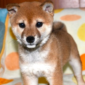 柴犬(標準サイズ)【徳島県・女の子・2024年1月12日・赤】の写真「かわいく賢い柴犬の女の子　」
